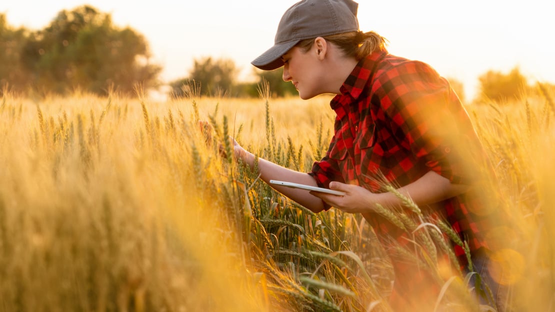 woman examining wheat in field